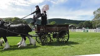 Royal Three Counties Show Heavy Horses Fri 14th June 2024 [upl. by Rellim]