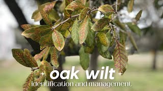 Oak Wilt 101  Identification and Management [upl. by Hulbert]