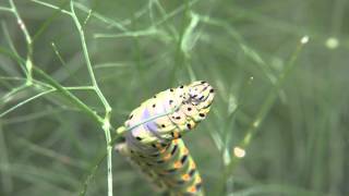 Black Swallowtail caterpillar feeding [upl. by Kudva291]