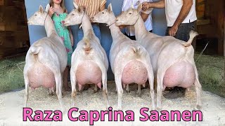 Raza Caprina Sanen La mejor raza de cabras lechera del mundo [upl. by Ahoufe]