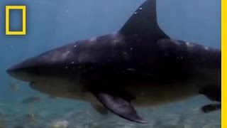 Bull Sharks Upriver  National Geographic [upl. by Gaylor658]