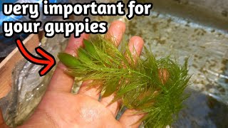 How to multiply your hornwort plants quickly how to maintain the health of your hornwort plants [upl. by Atiugal]