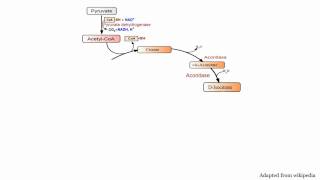 Citric Acid Cycle [upl. by Skiba]