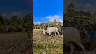 Bullock cart transports sugarcane 😎🤟💔 [upl. by Matta432]