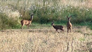 Ruja 2024 Trailer Hunting Roebuck in Poland [upl. by Karab]