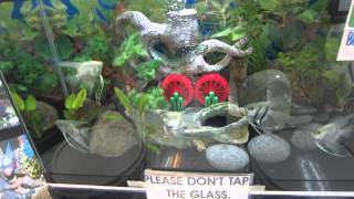 BioResearch in SM MegaMall Pet Store Part 23 [upl. by Lessur]