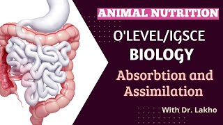 Absorption and Assimilation  OLevelIGCSE Biology  Biology with Dr Lakho [upl. by Mcloughlin]