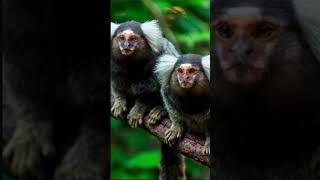 Bearded emperor tamarin vs common marmoset Jollycerealtonight [upl. by Manville972]