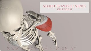 Deltoid Muscle Shoulder Muscle Series 13 3D Animation [upl. by Nawat]