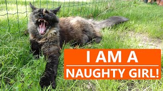 What do Maine Coon cats REALLY like to drink [upl. by Aneekal]