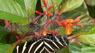 How to grow hamelia fire 🔥 bush from cutting in rainy season 21 July 2017 [upl. by Nnayecats536]