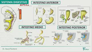 Embriología  Sistema Digestivo [upl. by Drofub]