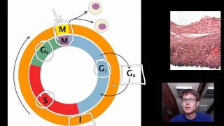 Cell Cycle Mitosis and Meiosis [upl. by Solomon]