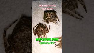 WRAPAROUND SPIDER Dolophones conifera Gagambang BakaBaka [upl. by Ihcekn]