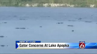 Lake Apopka Gators [upl. by Mano]