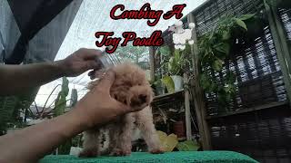 Combing A Toy Poodle 🐩 allpetmatters grooming poodle [upl. by Adleme]