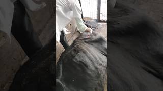 Intra muscular injection Kaise Lagaye veterinary injection vet [upl. by Yttam754]