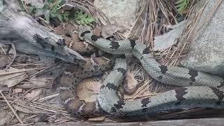 Banded rock rattlesnake and Ridgenose rattlesnake in mixed exhibit [upl. by Katharine]