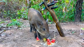 Primitive technology  Build Beautiful House Wild boar Trapping Tool Using Metal lock That Work 100 [upl. by Fredie]