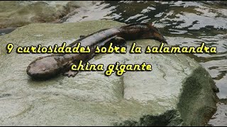 9 curiosidades sobre la salamandra china gigante [upl. by Lonnard575]