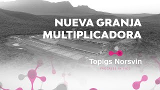 Nueva granja multiplicadora de Topigs Norsvin [upl. by Aidni206]