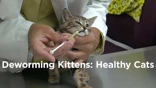 Deworming Kittens How to have a Healthy Cat [upl. by Akemahc]