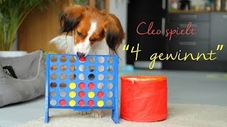 Amazing dog trick  Kooikerhondje Cleo plays quotconnect fourquot [upl. by Anaeda]