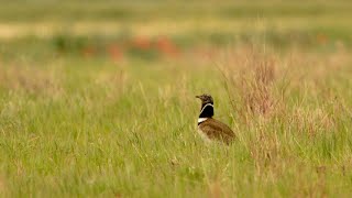 Buscando aves esteparias 1ª parte [upl. by Ymerej62]