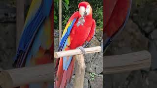 Scarlet macaw crackes nuts and flies around zoo birds macaw parrot [upl. by Ael]