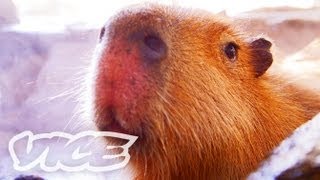 カピバラ温泉  Capybara Onsen [upl. by Leibrag]