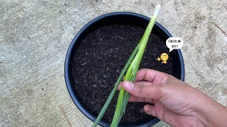 Grow Green Onions From Scraps FAST  Never Ending Supply [upl. by Htebilil363]