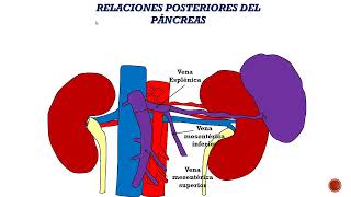 Anatomía del DUODENO Y PANCREAS  Abdomen 3  SOCIBASF  UNMSM [upl. by Angil]