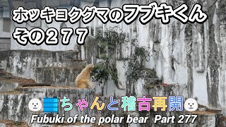 ホッキョクグマのフブキくん（２７７）🐻‍❄️🛢️ちゃんと稽古再開🐻‍❄️（東山動植物園）Fubuki of the polar bear Part 277 [upl. by Kurr929]