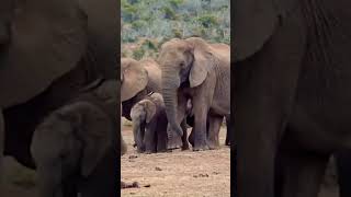 Elephants on River Video doyouknownature [upl. by Khalid780]