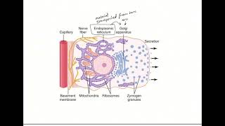 GIT secretionsalivary secretion and formationHCL mechanism and secretion by gastric gland [upl. by Ardnnaed700]