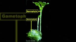 sporophytes vs gametophyte biology [upl. by Nadabus]