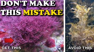 Biggest MISTAKE for Keeping Macroalgae in a PLANTED REEF [upl. by Gore]