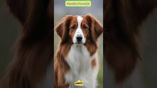 About Kooikerhondje breeddogsbreed doginfo doglover generalknowledge [upl. by Gildea]