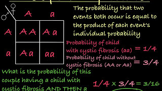 Probabilities and Punnett Squares [upl. by Anytsirhc]