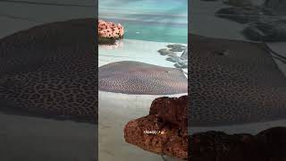 Leopard Devilfish sea fishvideo naturelovers likes aiart aishorts glamur fancy cuteanimals [upl. by Aehta]