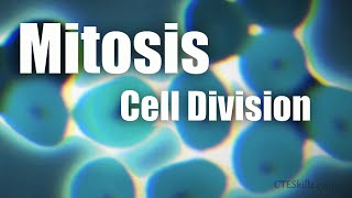 Mitosis Cell Division In 6 Minutes [upl. by Weaver]