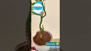 Pedilanthus plant care shortsfeed shorts gardenshortsviral organic manureshortsbeta trending [upl. by Teerell]