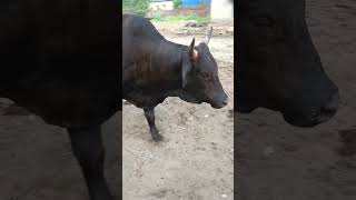 Cow short short video big cow😡 [upl. by Bolte567]