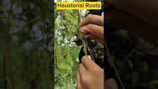 Parasitic Plant  Modes of Nutrition biology class10science ytshorts science [upl. by Ahserak]