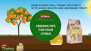 How to feed citrus and fruit trees in a garden with Yates Thrive Plant Food [upl. by Enyal]