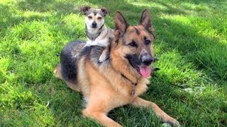 Two inseparable Dogs German Shepherd and Rat Terrier [upl. by Forland825]