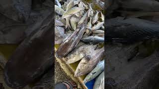 Coxs Bazar Fishery Ghat Brimming with Varieties of Marine Fish coxsbazarlife coxsbazarnews [upl. by Niwred]