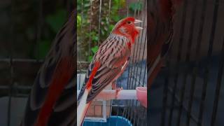 تغريد كناري الافضل للتسميع Canary singing [upl. by Anivek331]