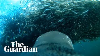 Penguin cam Gentoo penguins eat sardines in underwater footage [upl. by Ruhtra131]