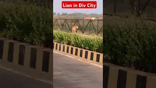 Lion in Div City wildlions shortsfeed wildlife wildlion animals lion Div [upl. by Onihc]